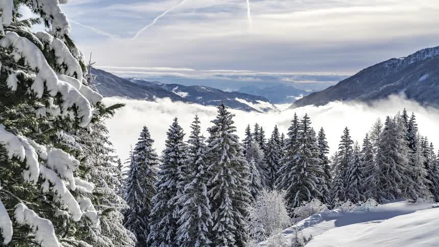 Conifers on snowcovered mountains with passing clouds