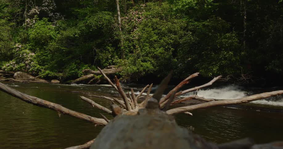 Driftwood of a fallen tree with lots of branches sticks out into a river across from water gushing over rocks and a dense forest along the bank in the late afternoon