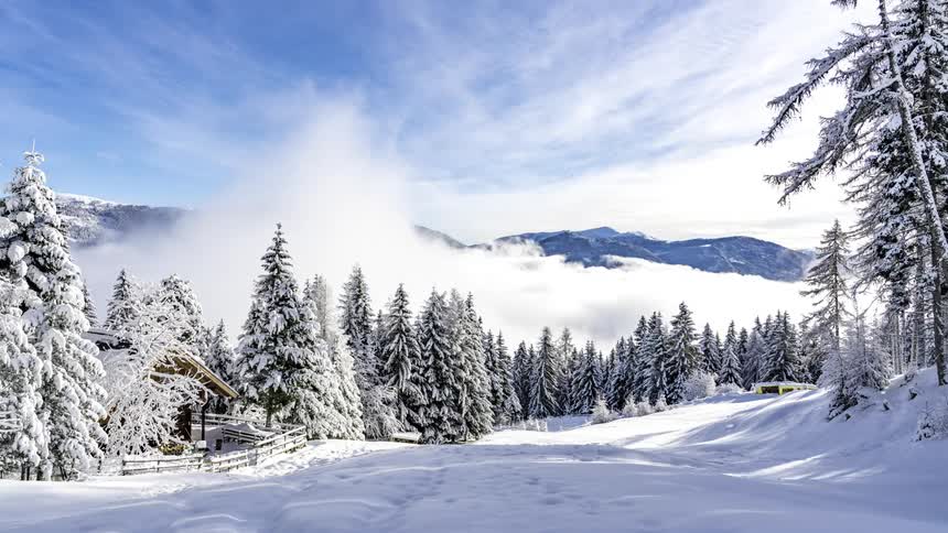 Panorama of conifers amidst snowcovered mountains