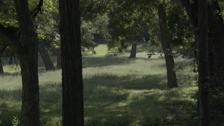 Trees cast shadows on grass
