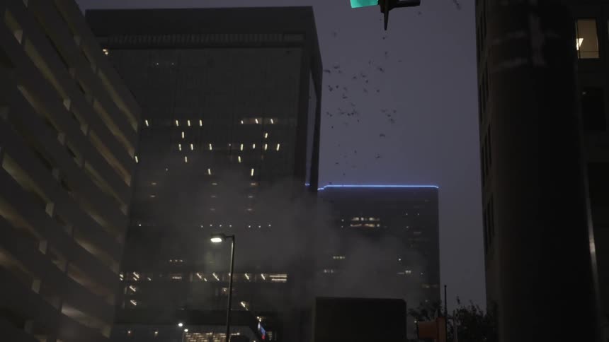 Birds flying over skyscrapers in a city at night