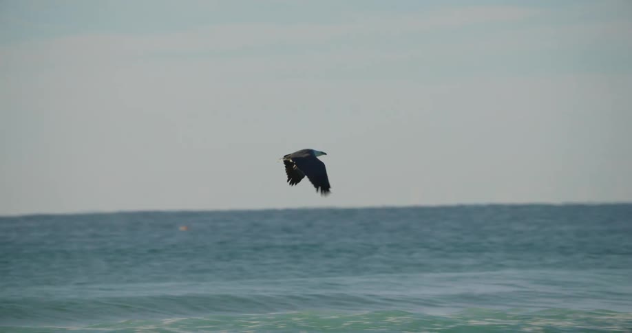 A seagull flies just above sea level