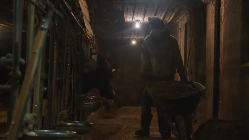 A farmer uses a wheelbarrow to feed the cows in the barn