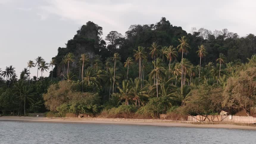 A jungle near a beach