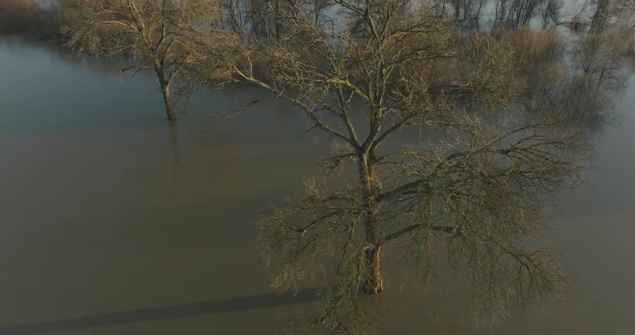 Trees flooded with water