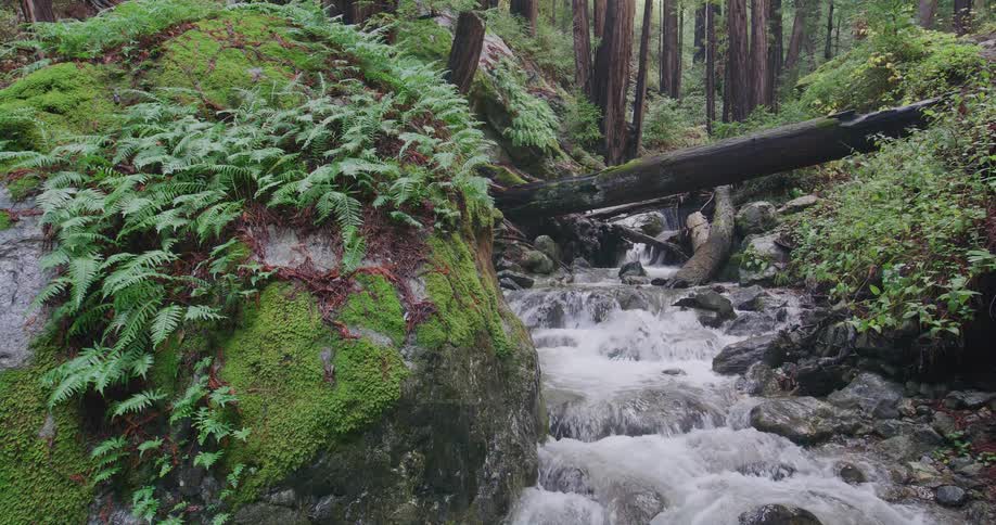 A stream flows over rocks and under a fallen tree in the forest