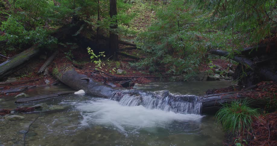 The stream flowing down in the forest