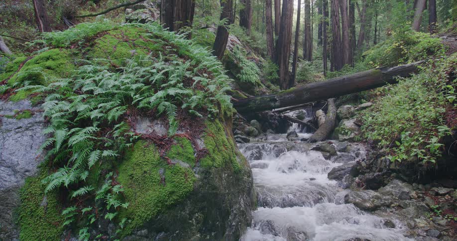 A creek flows through lush green vegetation in a rain forest