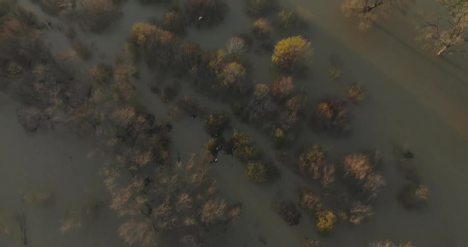Trees sit in a swamp