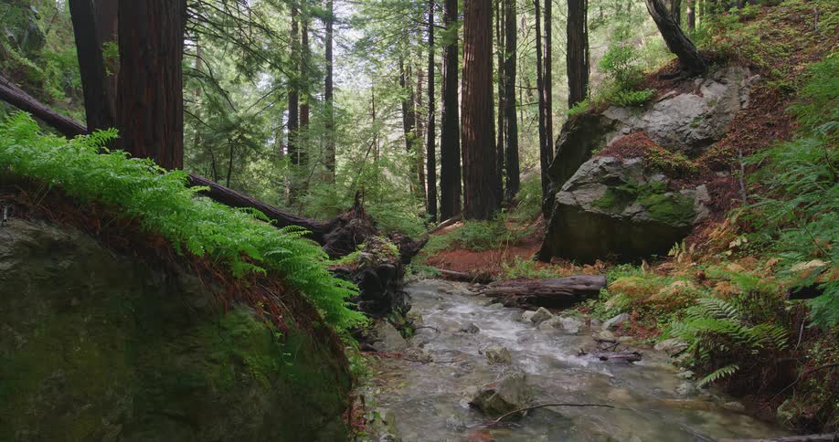 A small creek in a forest