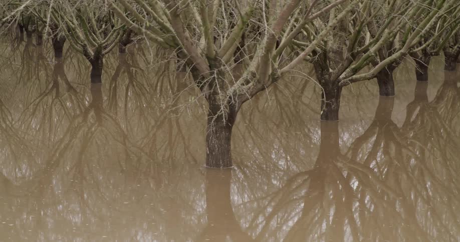 River in the middle of a mangrove forest with trees