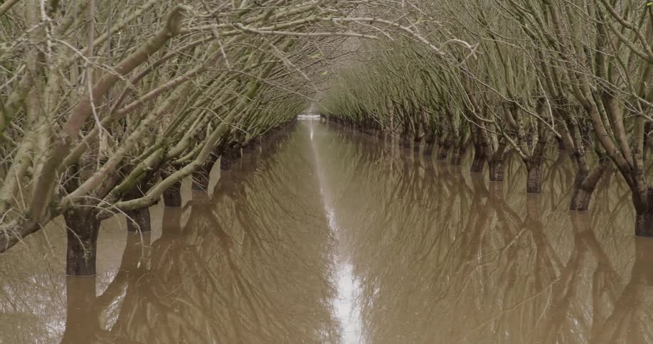 The marsh is full of trees submerged in water