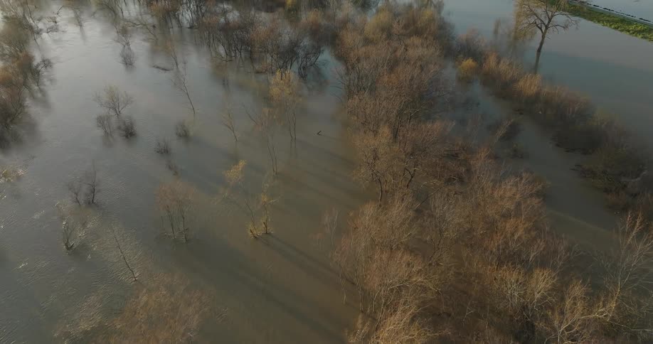 A river floods a forest