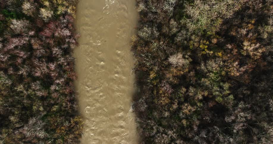 A river runs through a forest