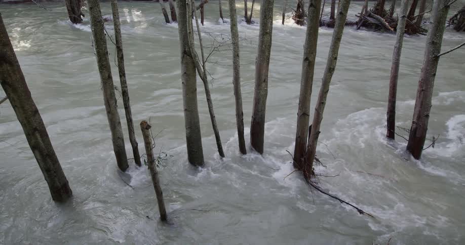 A flooded forest with trees partially submerged in murky water