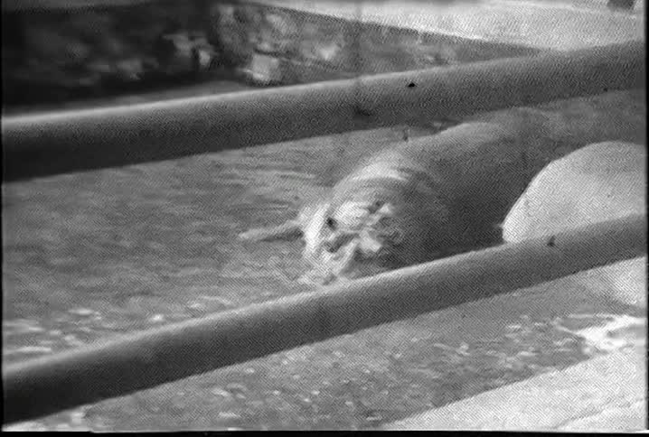 Two hippos lying in water in a fenced in area