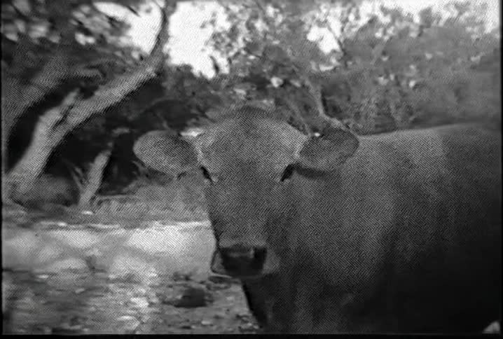 A cow wiggles its ears