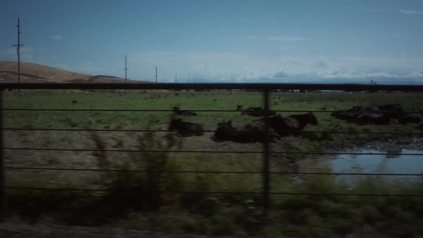 Cows stand or lie down on a pasture