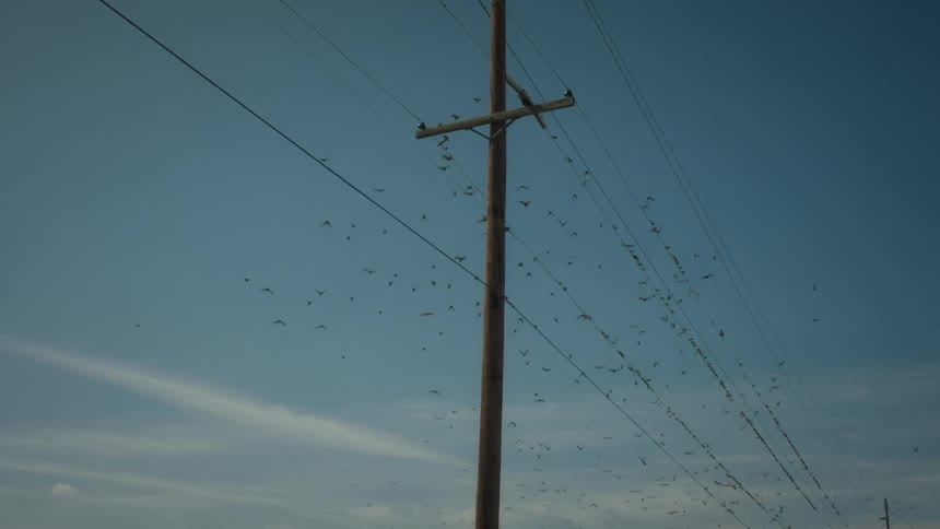Birds on power lines as they fly