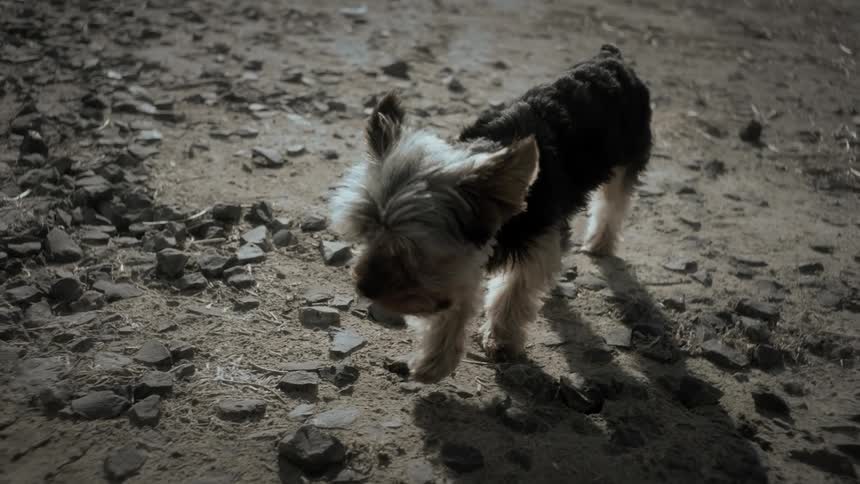 Small dog walking on a dirt street