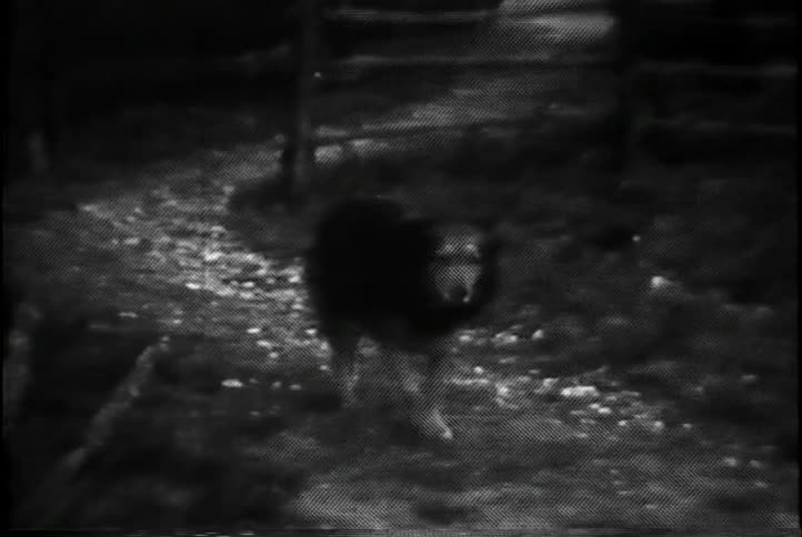 A dog wags its tail and walks toward the camera