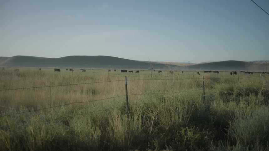A view of some cattle out in a field on a sunny day