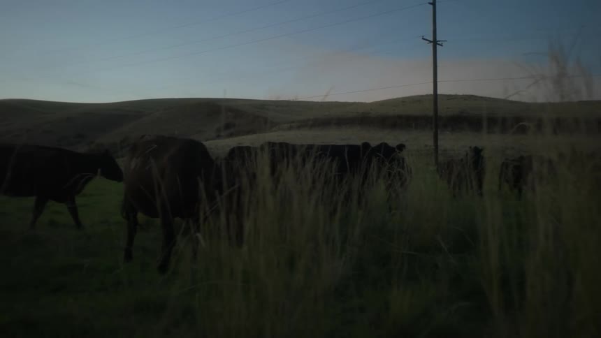 The cows walk through the tall grass