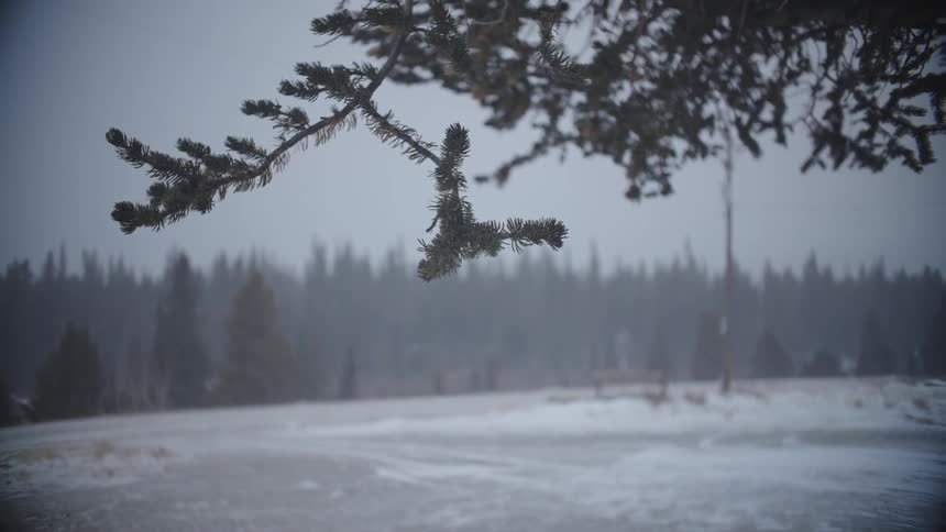 A pine forest during a winter blizzard