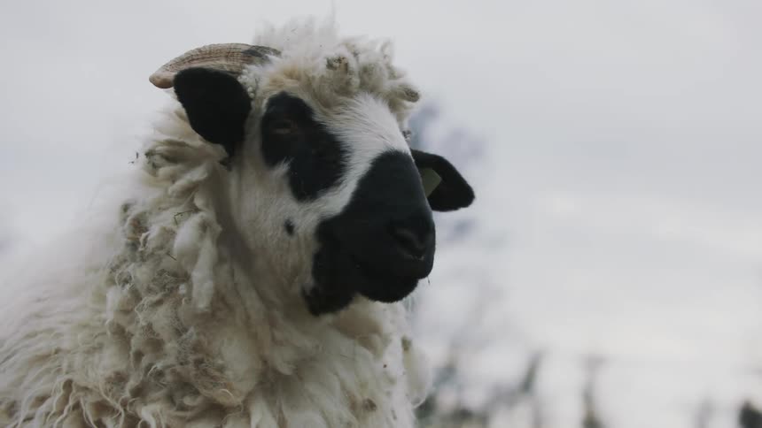 Face of a sheep outdoors on a cloudy day