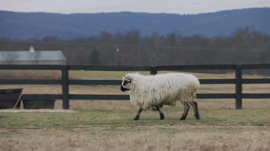 A sheep moving around on a farm at daytime
