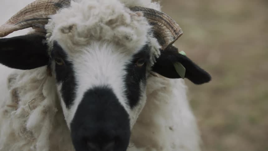 Face of a sheep with horns