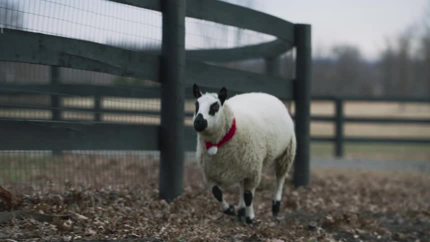 Sheep running towards a woman holding a bucket of food