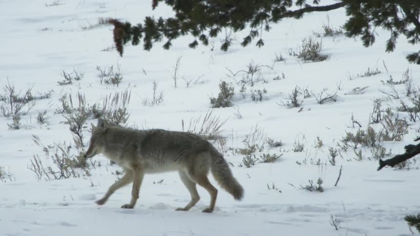 A coyote walking on snow covered ground