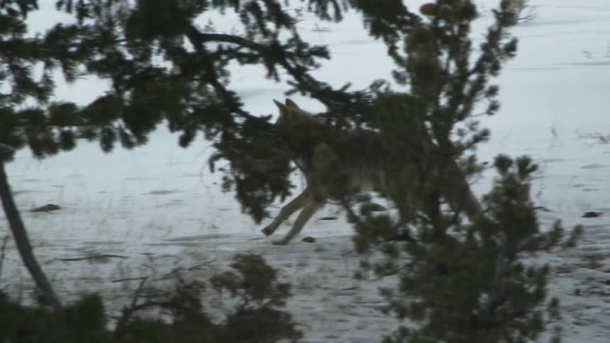 A coyote walking through trees on snow covered ground
