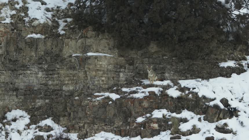 A coyote sitting on a snowy cliffside
