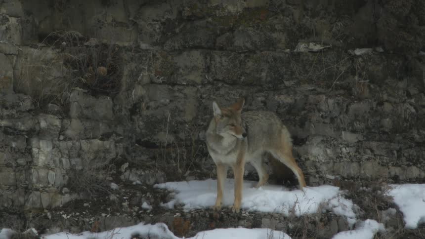 A coyote sniffs around the snow