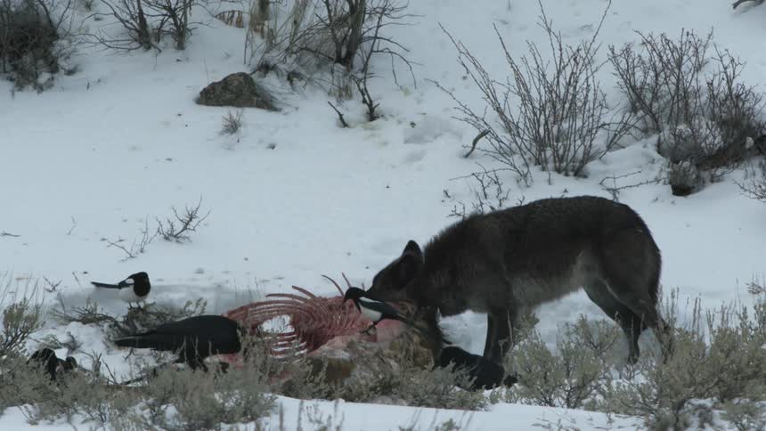A wolf eating an animal carcass