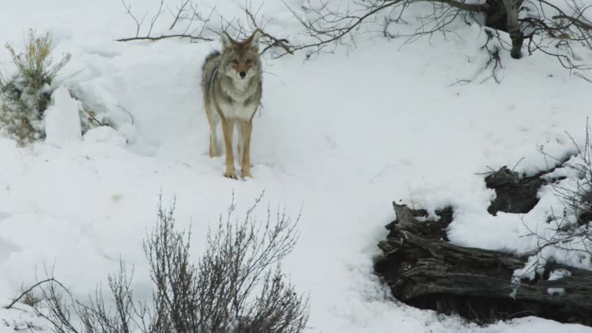A coyote walking down a snowy hillside