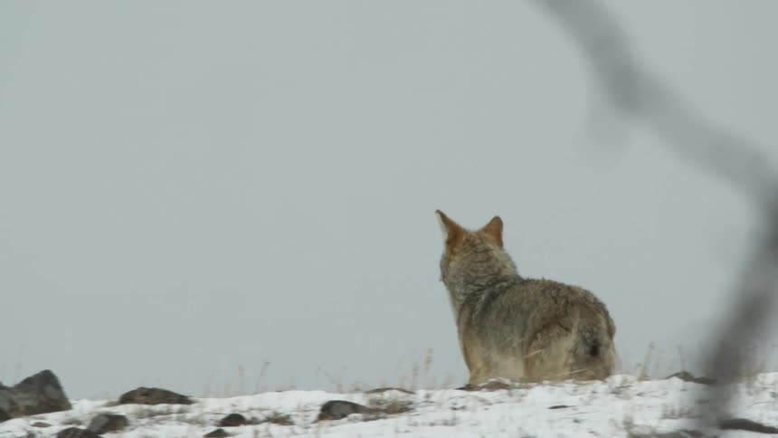 A coyote running over a hill