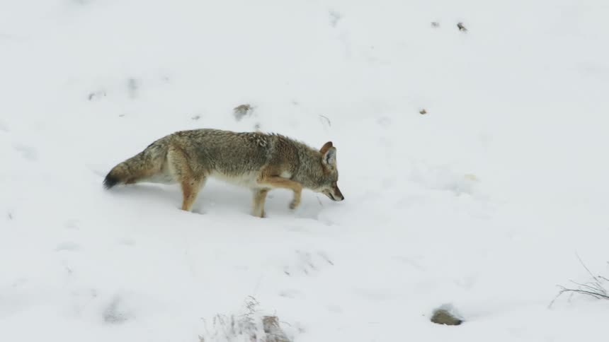Coyote walking on snow covered ground