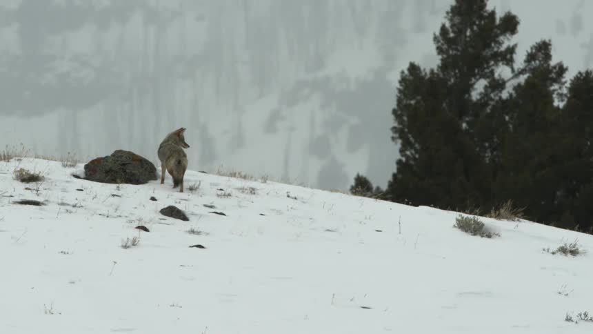 A coyote walking on a snow covered mountain