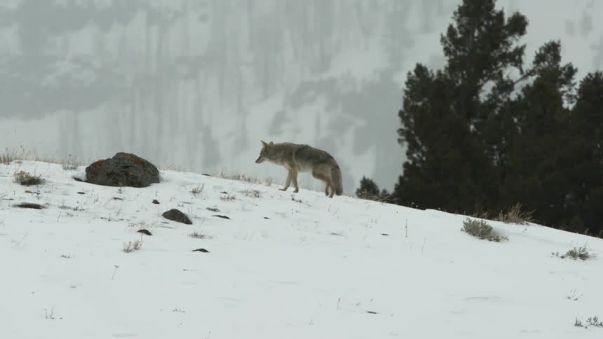 A coyote limping up a snow covered hill