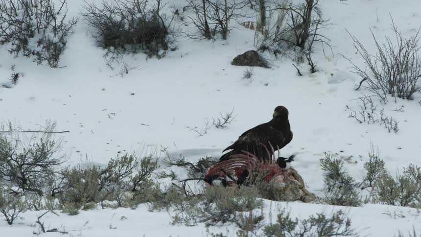 An eagle interrupts another eagle scavenging a carcass