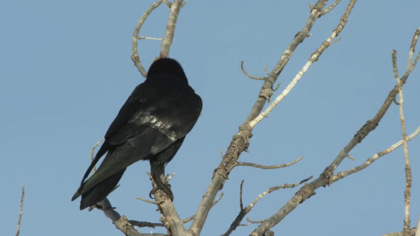 A raven on a branch flying away