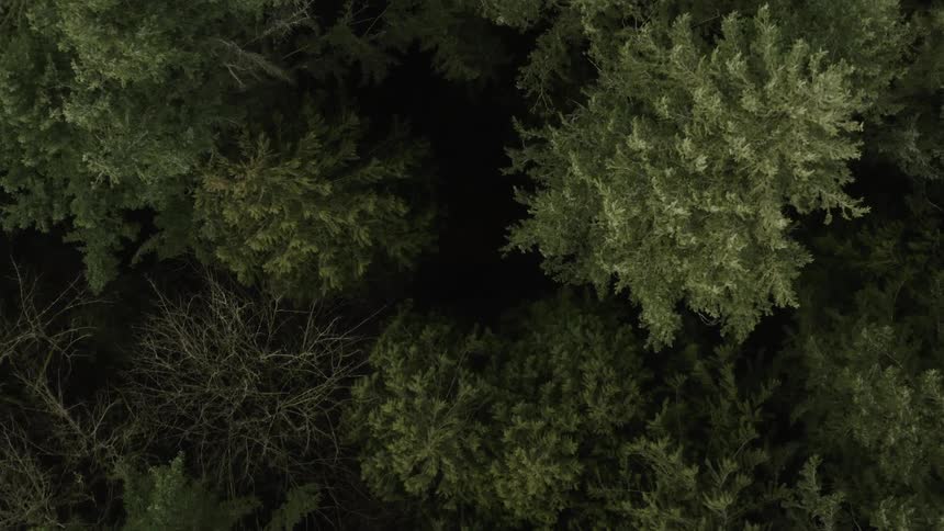 Leafy trees grow in a forest