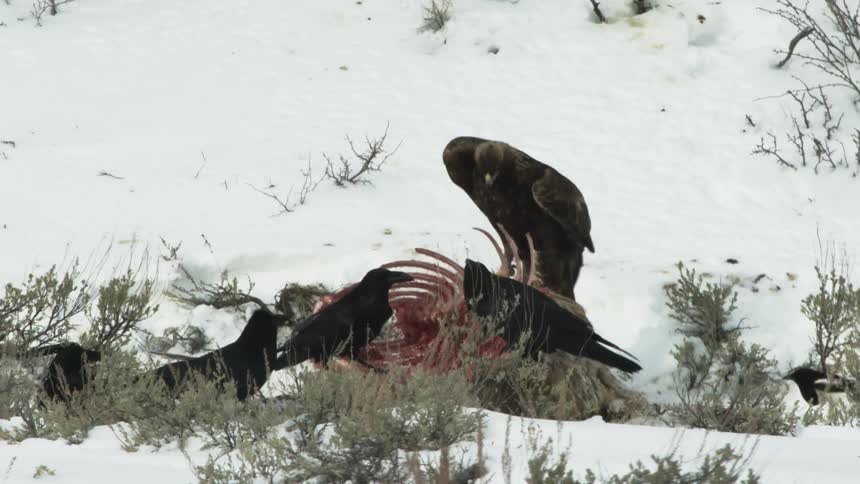 Ravens and a golden eagle flapping wings while scavenging