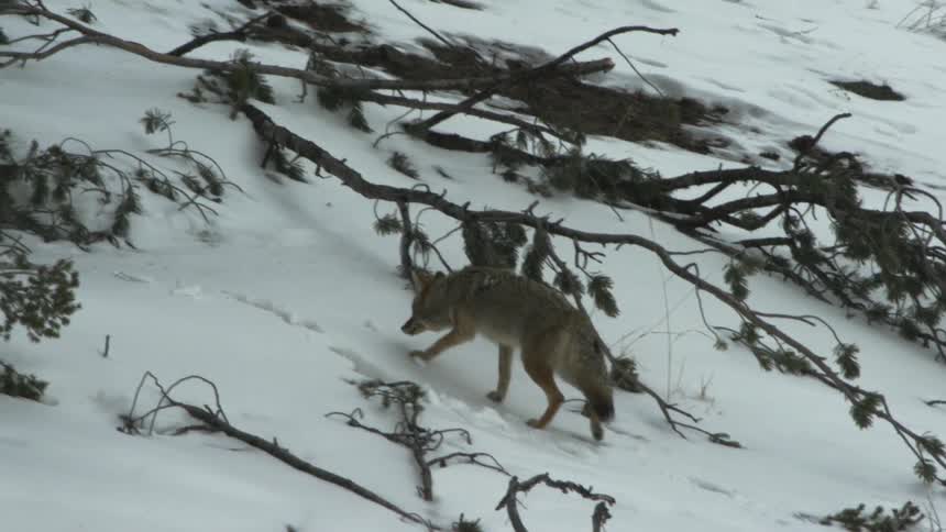 A coyote walking on snow covered ground in a patchy woodland area in the evening