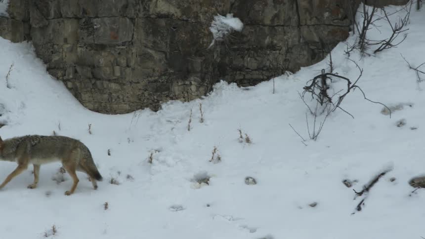 A coyote walks through snow on a mountain slope