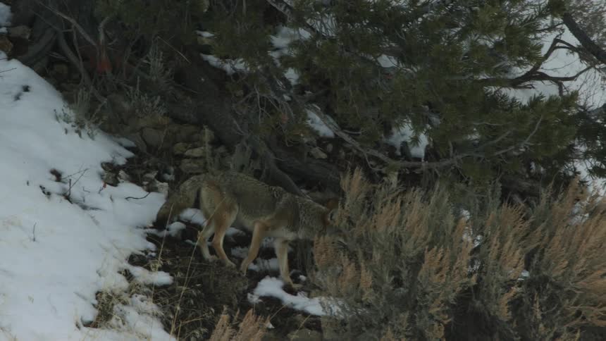 A coyote walking through the snow covered meadow during winter