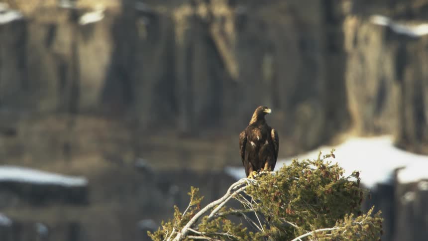 A golden eagle perched on a branch